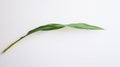 Corn stalk laid flat on white background Royalty Free Stock Photo