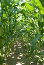 Corn Stalk Rows Royalty Free Stock Photo