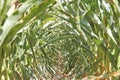 Corn Stalk Trail or tunnel Royalty Free Stock Photo