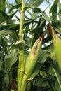 Corn Stalk Up Close Royalty Free Stock Photo