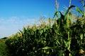 Corn Stalks Royalty Free Stock Photo