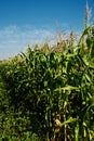 Corn Stalks Royalty Free Stock Photo