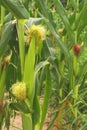 Corn Stalks Royalty Free Stock Photo
