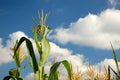 Corn Stalks Royalty Free Stock Photo