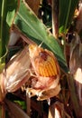 Corn Stalks Royalty Free Stock Photo