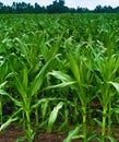 corn stalks, baby corn Royalty Free Stock Photo