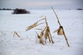 Corn stalks on a blustery winter day