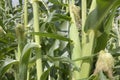 Corn stalks and corn in a garden