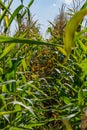 Corn Stalks Dense Bush Farm Growing Leaves Green Blue Bright Royalty Free Stock Photo