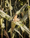 Corn Stalks-2019_03 Royalty Free Stock Photo