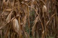 corn stalks with foliage and dry ears Royalty Free Stock Photo