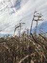 Corn stalks in front of a blue sky Royalty Free Stock Photo