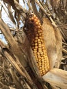 Corn stalks in front of a blue sky