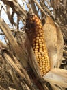 Corn Cobb and stalks in front of a blue sky Royalty Free Stock Photo