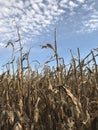 Corn stalks in front of a blue sky Royalty Free Stock Photo