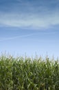 Corn Stalks in Iowa