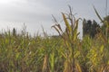 Corn stalks in late September after harvest