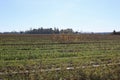 Corn stalks left in a farm field in fall Royalty Free Stock Photo