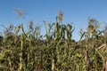 Corn Stalks with Mountains