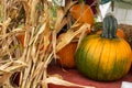 Corn Stalks and Pumpkin Still Life Royalty Free Stock Photo