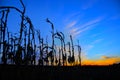 Corn stalks silhouetted at sunset