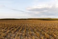 corn stalks Royalty Free Stock Photo