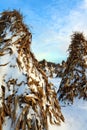 Corn standing in teepee shape drying out over the winter at sunset with fresh snow Royalty Free Stock Photo