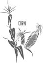 Corn stem and corn cobs vector illustration