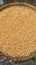 This is corn that is still in the drying process by being dried in the sun Royalty Free Stock Photo