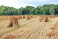 Corn stooks or sheaves standing in a field. Royalty Free Stock Photo