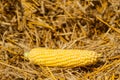 Corn on the straw, harvest season