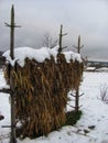 Corn Straw Stack in a Snowy Rural Setting Royalty Free Stock Photo