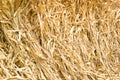 Corn straw Royalty Free Stock Photo