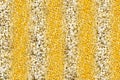 Corn with stripes of delicious air popcorn successively texture natural pattern Royalty Free Stock Photo