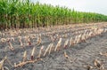 Corn stubble in the field Royalty Free Stock Photo