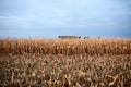 Corn stubble and maize plants during fall harvest