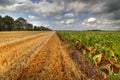 Corn stubbles and sugar beet