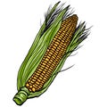 Corn Sweet Corncob Illustration Drawing Vector