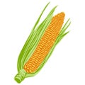 Corn Sweet Corncob Illustration Flat Design Vector