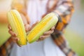 Corn sweet crop in farmer hand, recommend healthy food source of fiber and high vitamin for morning meal