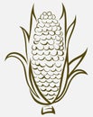 Corn symbol