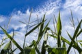 Corn tassels and the sky. Royalty Free Stock Photo