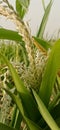 Corn Tassels in Bloom Royalty Free Stock Photo
