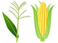 Corn tassels and ears of ripe corn on white background.