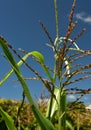 Corn tassels and green leaves against a blue sky Royalty Free Stock Photo