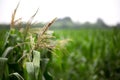 Corn tassels in late summer