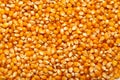 Corn texture as background