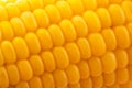 Corn texture background