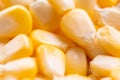 Corn texture. Yellow corns as background. Royalty Free Stock Photo