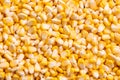 Corn texture. Yellow corns as background. Royalty Free Stock Photo